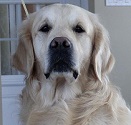 Golden Retriever image: Can Ch Goldensglen Duke of Glenbern
