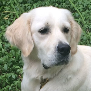 Golden Retriever image: Maggie