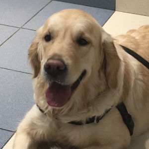 Glenbern's Take A Bow