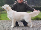 Golden Retriever image: Non-Stop Irish Ivy