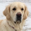 Golden Retriever image: Rosie